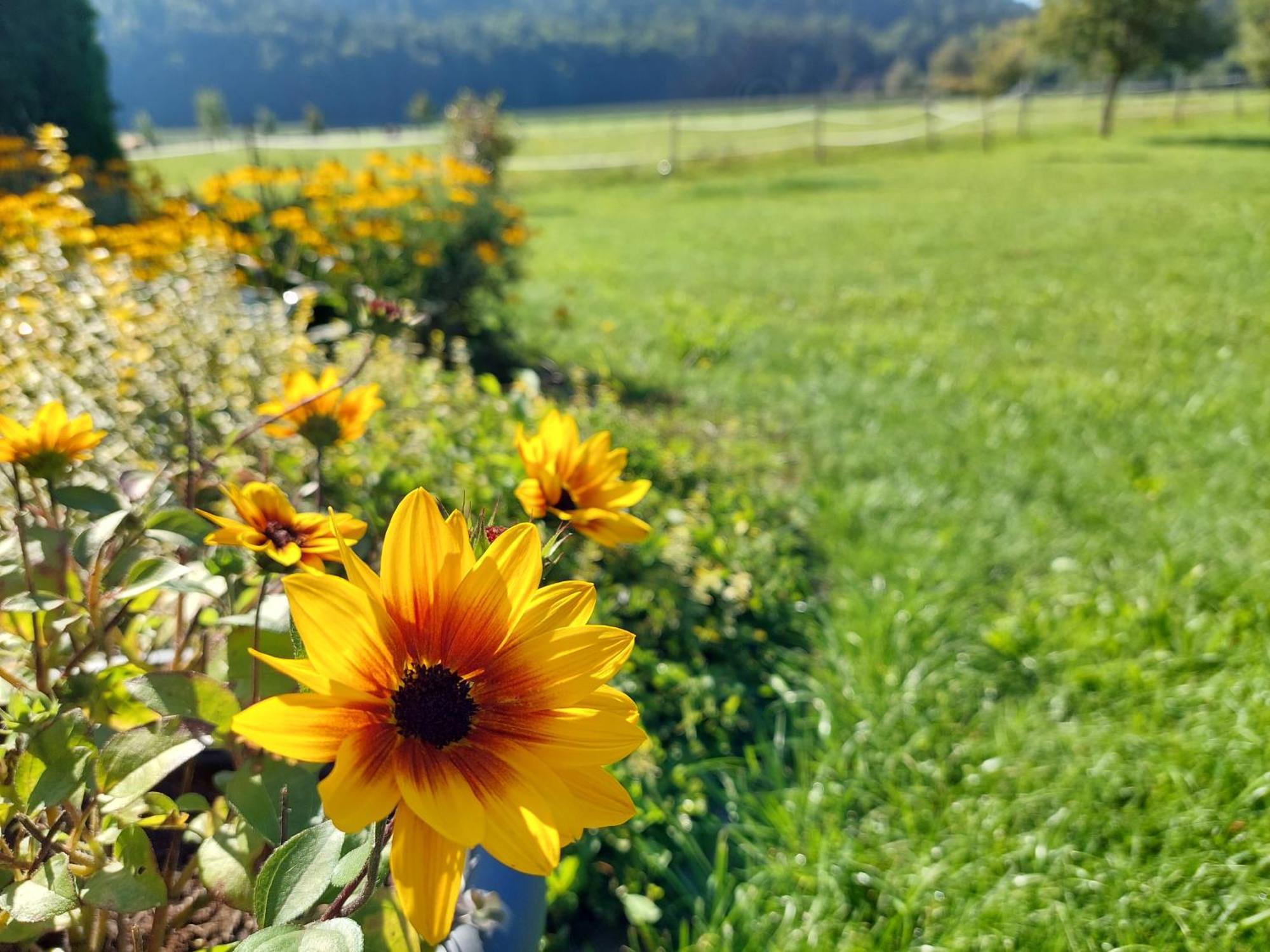 Die Sonnenblume Sankt Kanzian am Klopeiner See Exterior foto